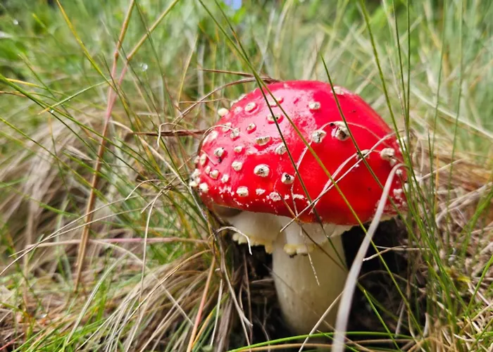 Wald Wiese Tatil Evi *